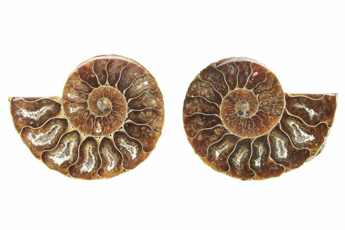 Cut & Polished Agatized Ammonite Fossils - 2 to 2 1/2" Size - Photo 1
